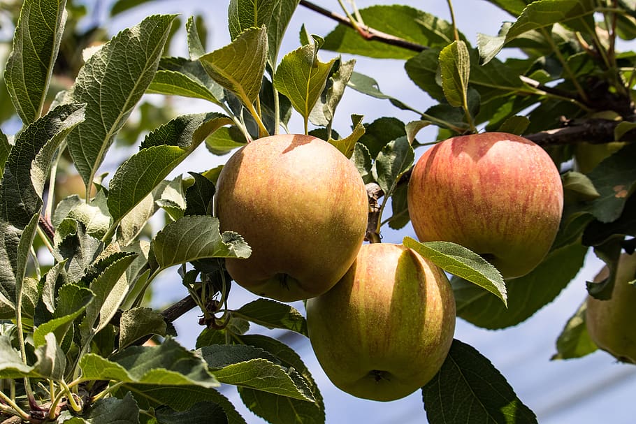 apple, apple tree, fruit, kernobstgewaechs, fruit tree, nature HD wallpaper