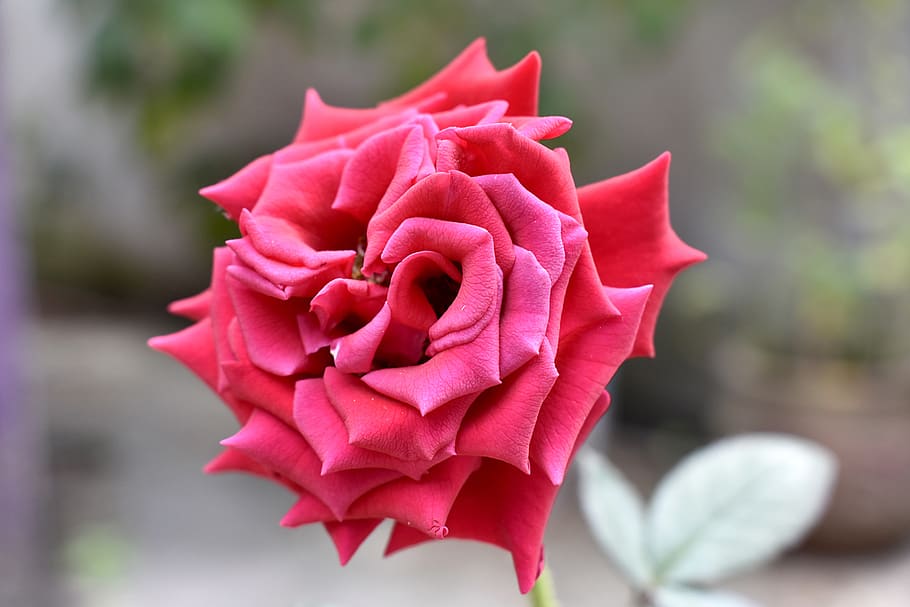 rosa, flower, nature, spring, romantic, flowers, flowering plant HD wallpaper