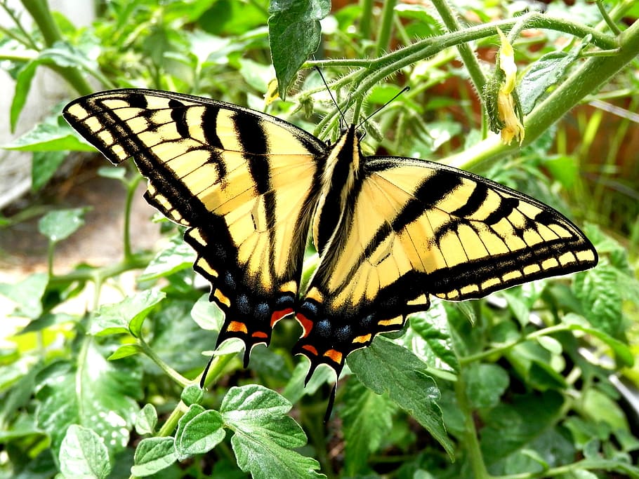 This Swallowtail butterfly has a piece of its wing missing. Thought it would affect its flying abilities but it fluttered away just fine., HD wallpaper