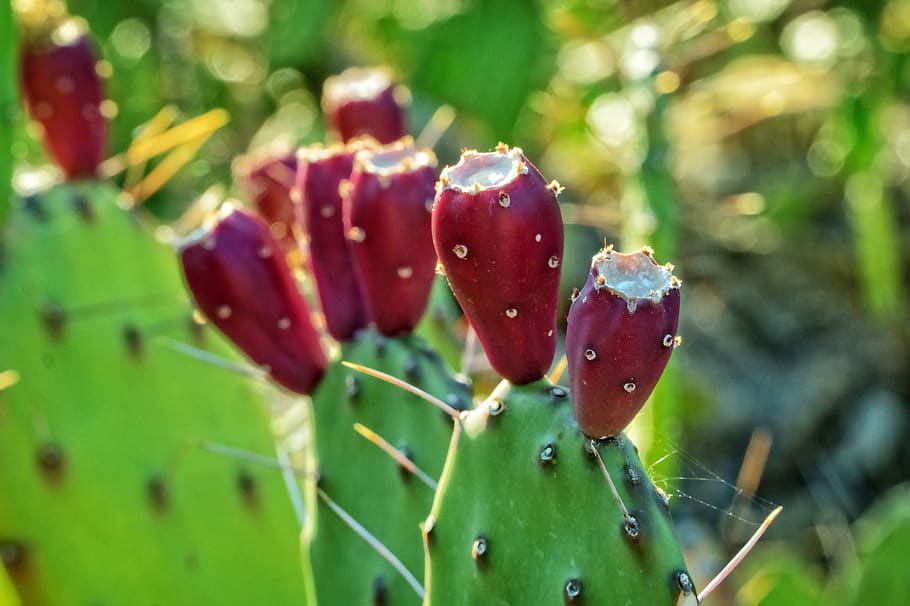 Selective Focus Photography of Prickly Pear Cactus, blur, botanical HD wallpaper