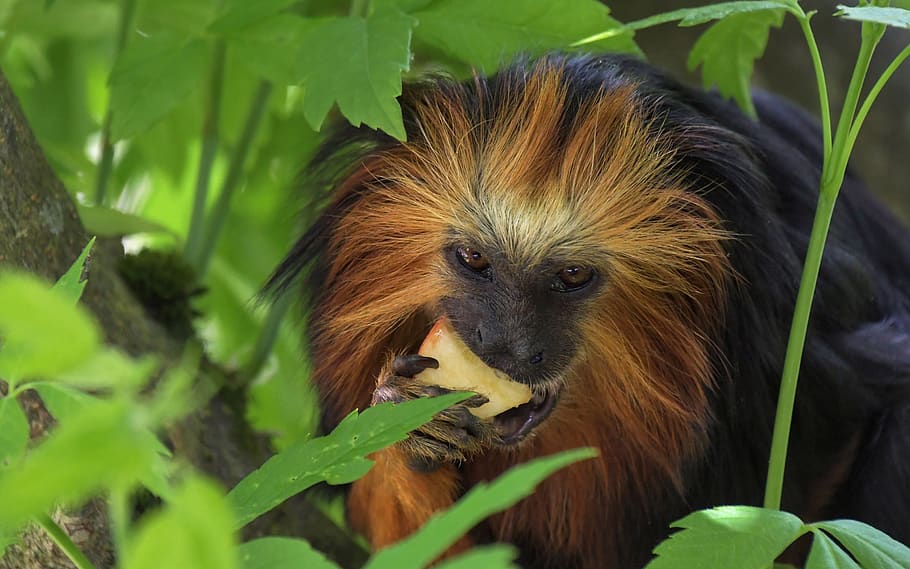 monkey, tamarind, primate, eat, apple, tree, green, animal HD wallpaper