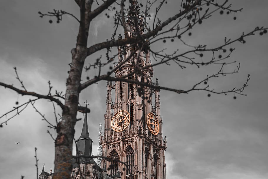 cathedral during nighttime, tree, sky, branch, bare tree, architecture HD wallpaper