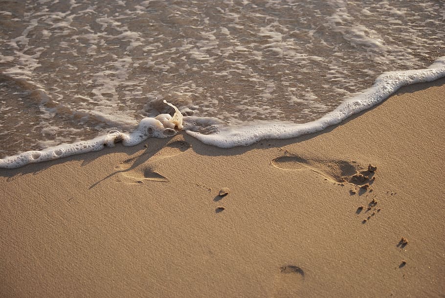 beach, sand, water, land, animal themes, high angle view, vertebrate HD wallpaper