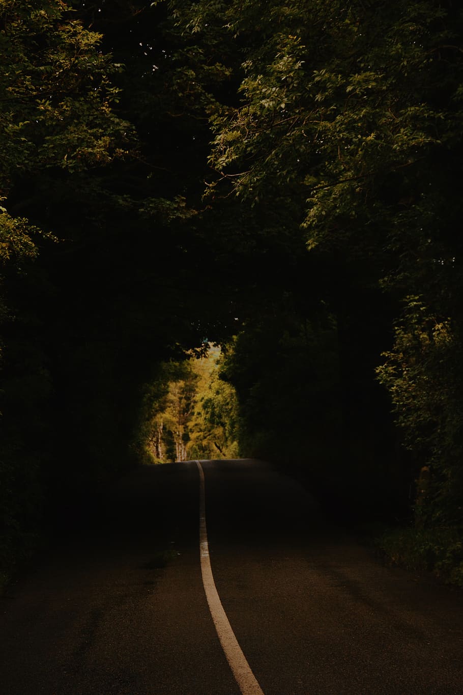 tree, plant, the way forward, direction, no people, tranquility HD wallpaper