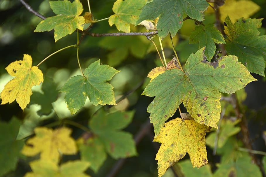 maple leaf, forest, leaves, nature, autumn, fall foliage, bright HD wallpaper