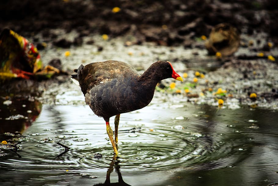 black bird on river, water, outdoors, animal, india, ripple, gandhinagar HD wallpaper