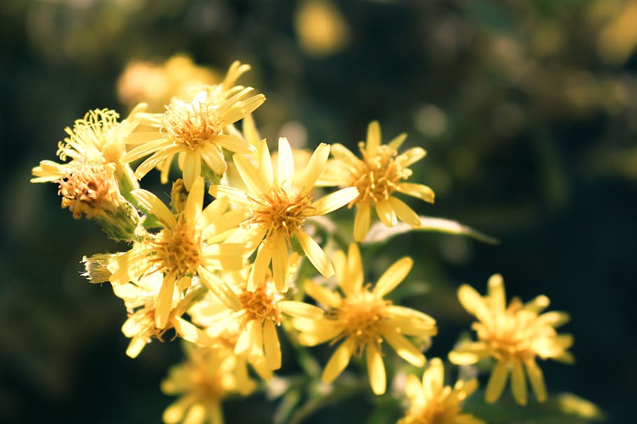 Close-Up Photo of Yellow Petaled Flowers, beautiful, bloom, blooming HD wallpaper