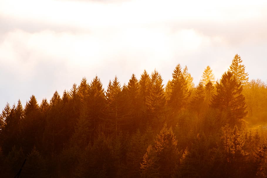 green pine trees, plant, conifer, fir, abies, larch, united states HD wallpaper