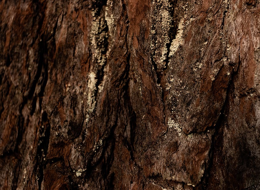 plant, tree, tree trunk, redwood, patern, banister, handrail HD wallpaper