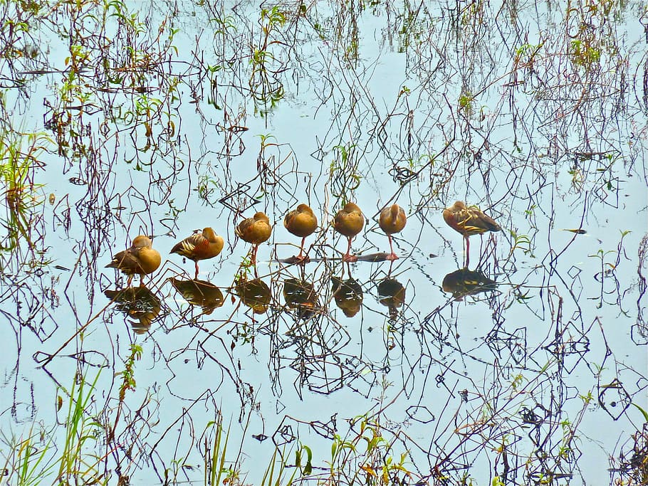 ducks, wildlife, resting, standing, lineup, reflections, plant