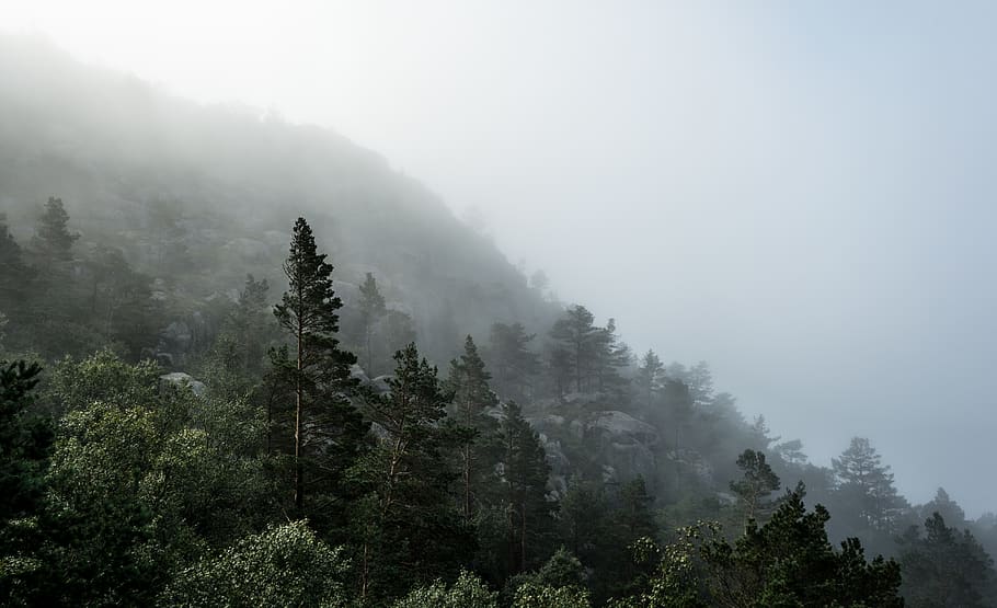 mist, forest, mountain, trees, fog, plant, tranquil scene, tranquility, HD wallpaper