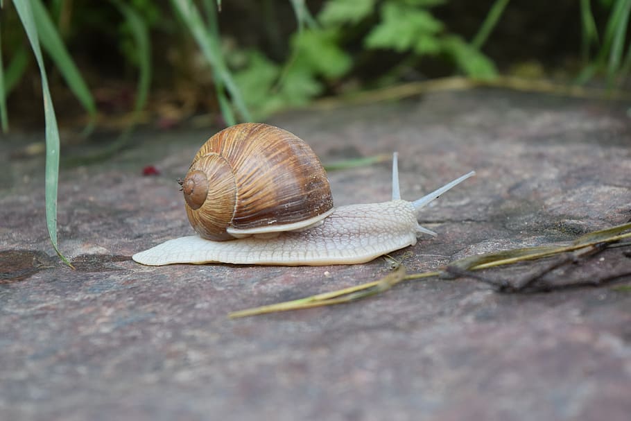 snail, shell, crawl, mollusk, reptile, land snail, close up HD wallpaper