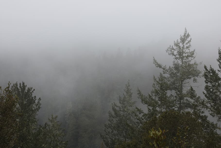 forest under fogs, tree, plant, beauty in nature, tranquil scene HD wallpaper