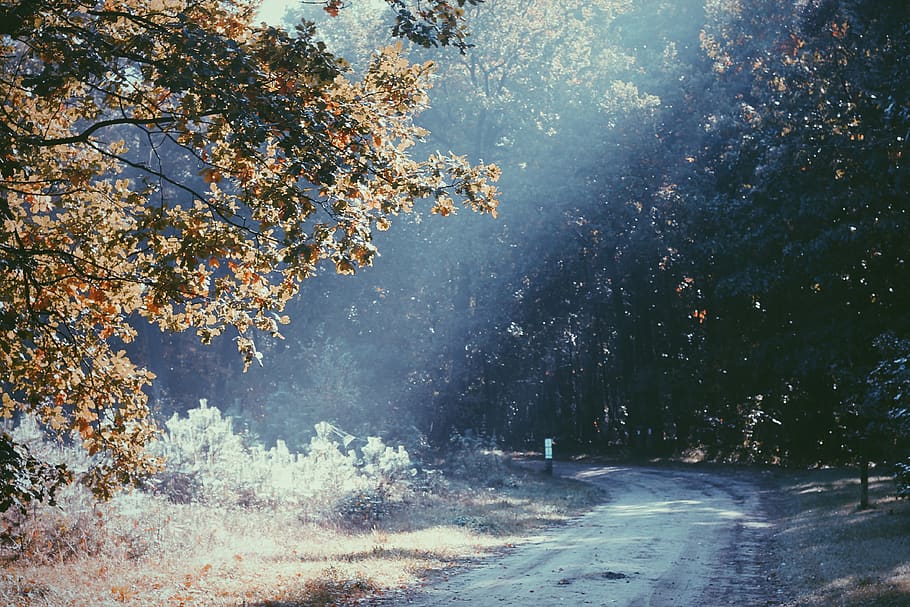 tree, sand, autumn, sun, light, orange, fall, plant, beauty in nature HD wallpaper