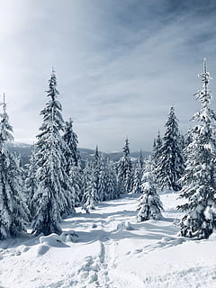 snow covered trees, plant, fir, abies, outdoors, pine, conifer HD wallpaper