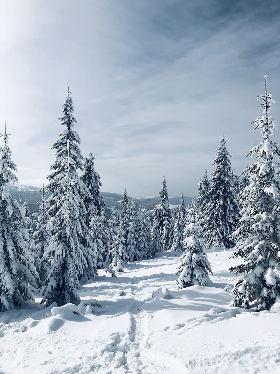 snow covered trees, plant, fir, abies, outdoors, pine, conifer HD wallpaper