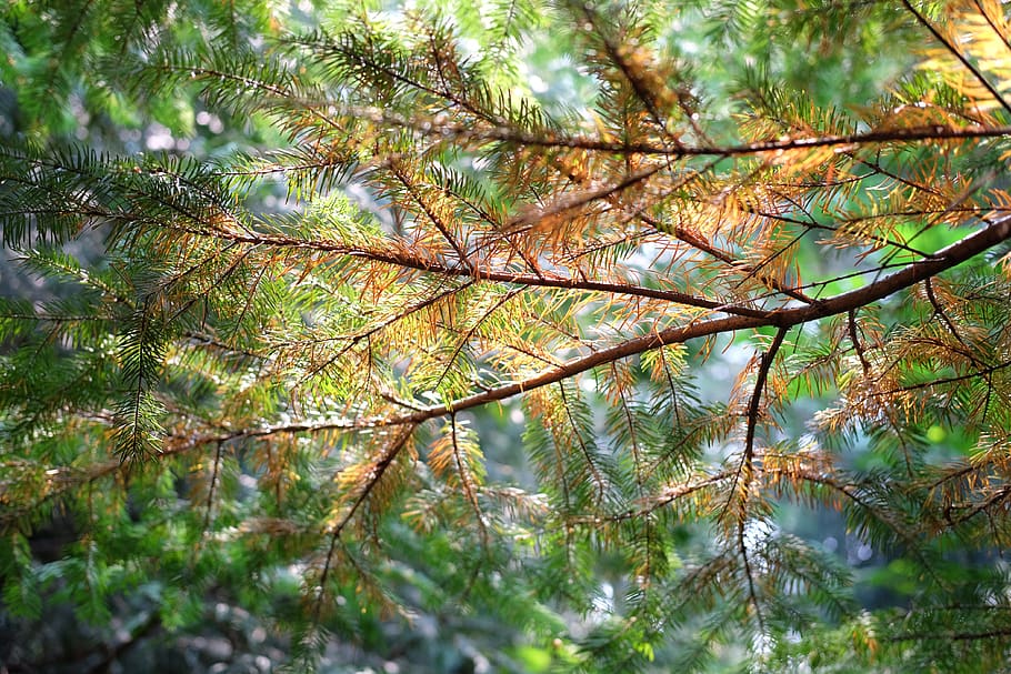 forest, leaves, sunshine, tree, plant, growth, beauty in nature HD wallpaper
