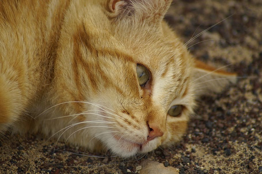 cat, dreams, thoughtful, close up, red, head, relax, doze, rest HD wallpaper