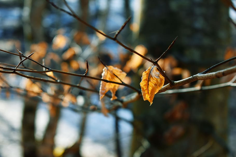 leaf, winter, sun, shadow, yellow, white, branches, wood, tree HD wallpaper