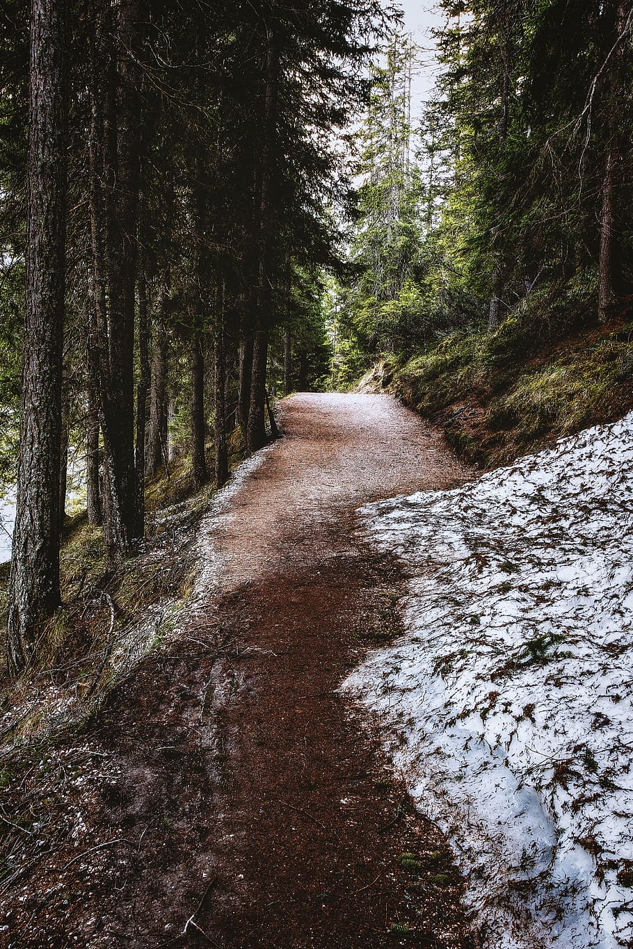 pathway surround with trees, plant, land, forest, the way forward HD wallpaper