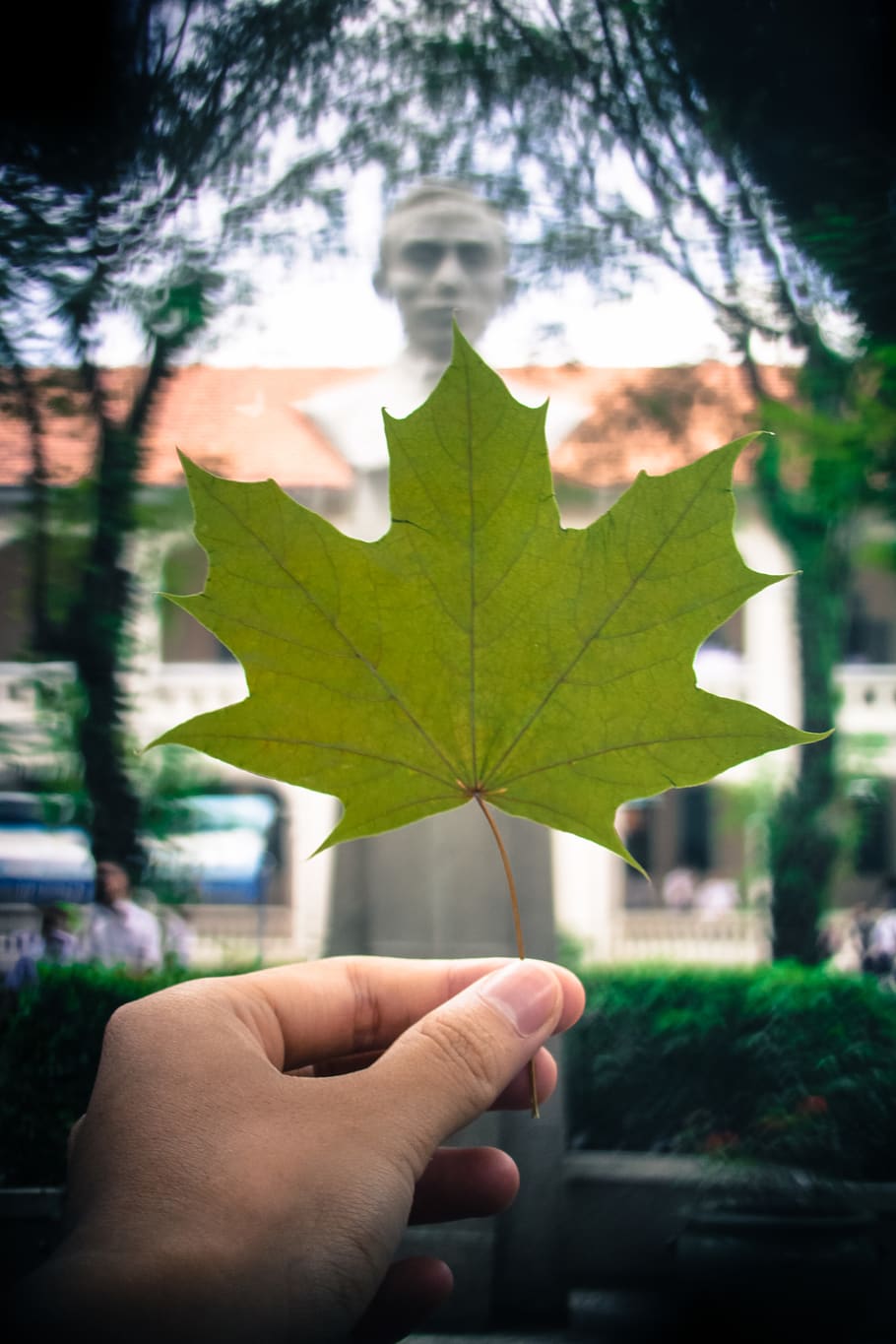 maple leaf, statue, school, bokeh, shaped bokeh, tytoalbatraoz HD wallpaper