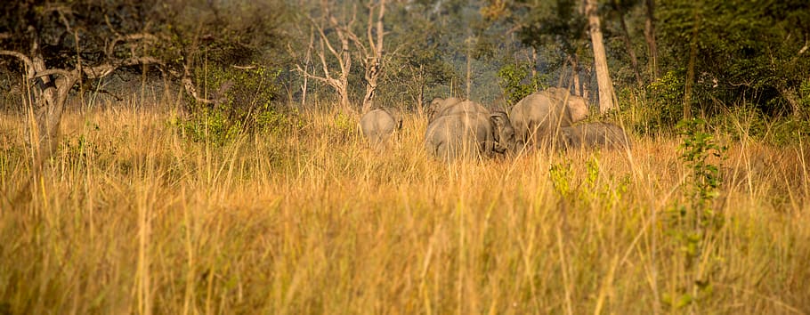 green grass field, animal wildlife, animals in the wild, animal themes HD wallpaper