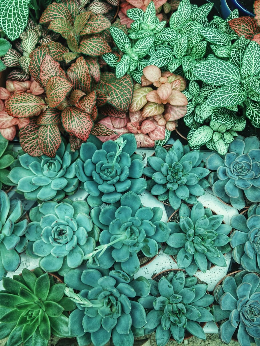 nature, trees, leaves, cactus, green color, wellbeing, healthy eating HD wallpaper