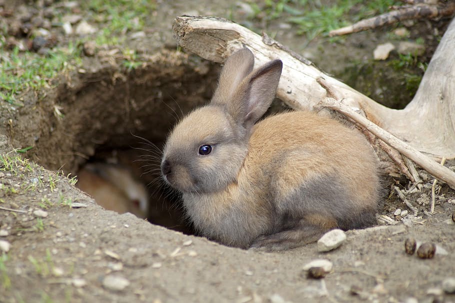rabbit, cute, baby, hare, pet, easter, animal, long eared, ears, HD wallpaper
