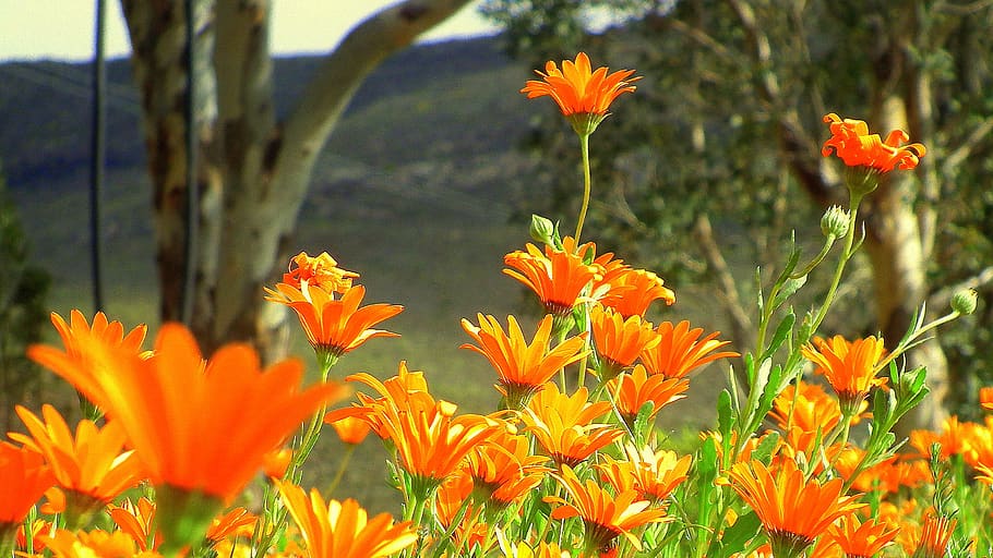 flowering plant, freshness, beauty in nature, growth, fragility HD wallpaper
