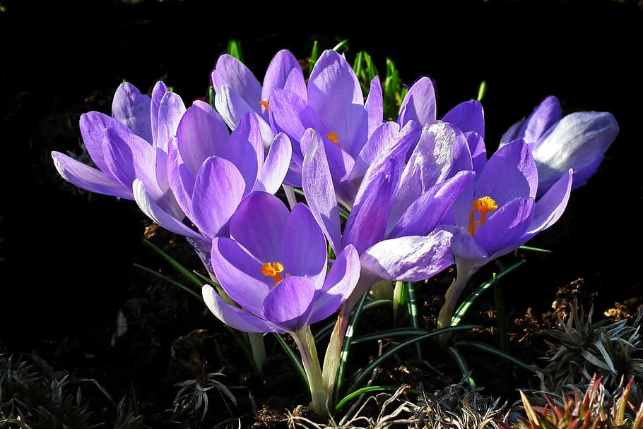 crocus, flowers, spring, violet, garden, nature, flourishing HD wallpaper