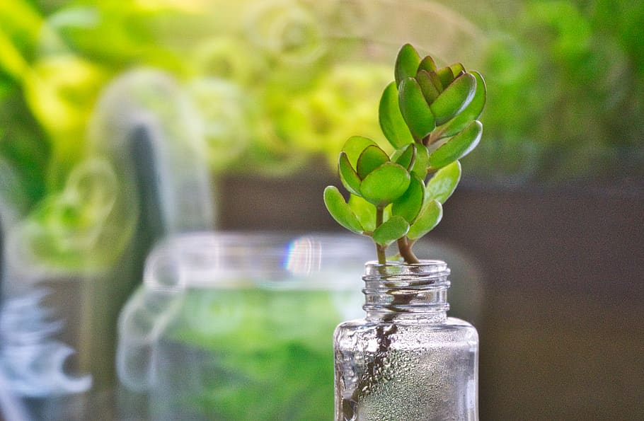 good morning, plants, bottle, container, green color, leaf HD wallpaper