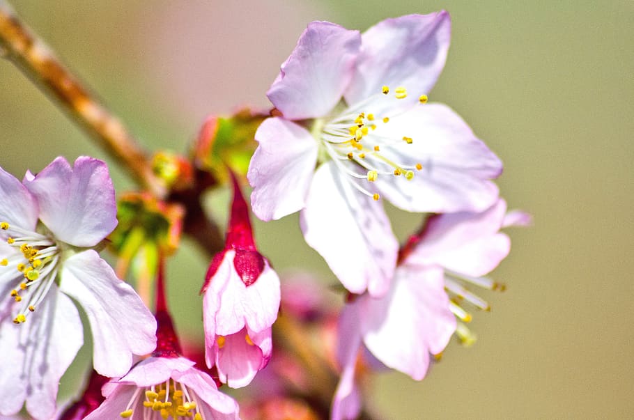 cherry blossom, wild cherry, spring, tree, bud, nature, pink HD wallpaper