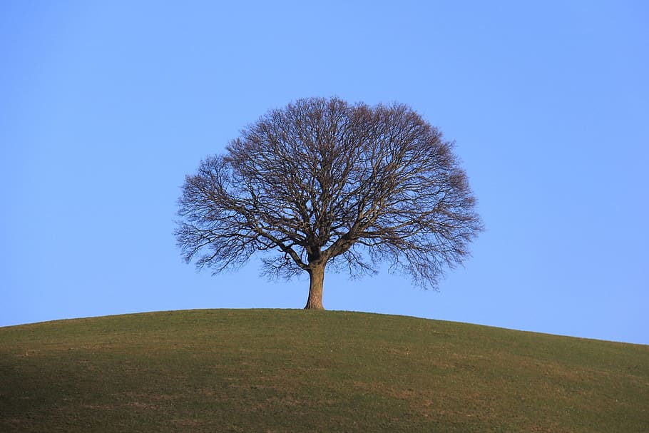 tree, lonely, landscape, nature, sky, plant, field, bare tree HD wallpaper