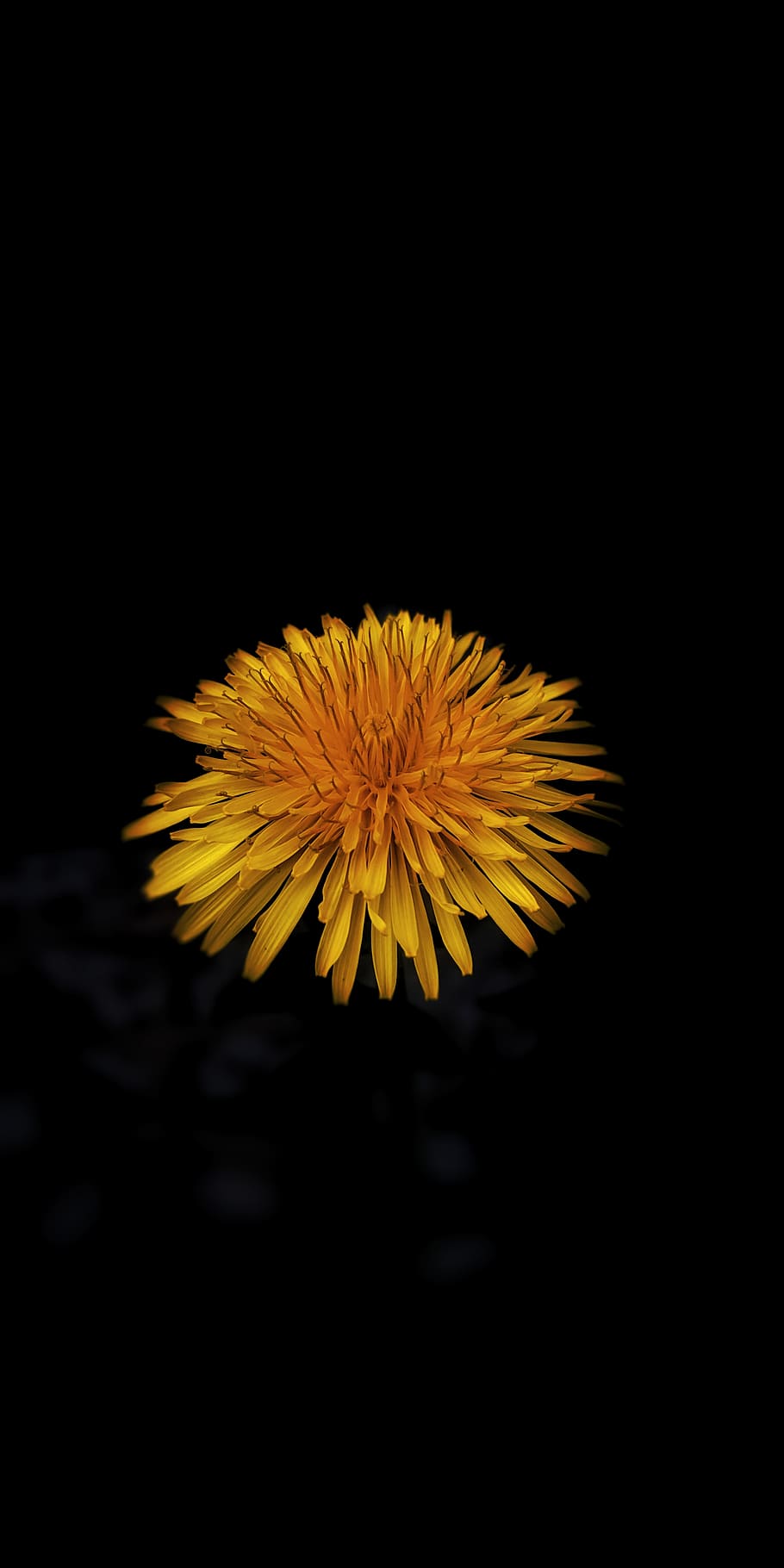 plant, flower, blossom, dandelion, flower, spring, black background, smartphone photography