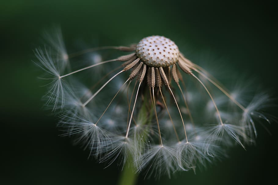 white dandelion, fragility, flower, plant, vulnerability, flowering plant HD wallpaper