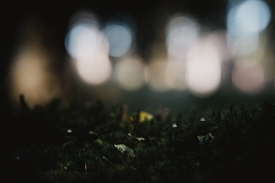 selective focus photography of green grass field, moss, light HD wallpaper