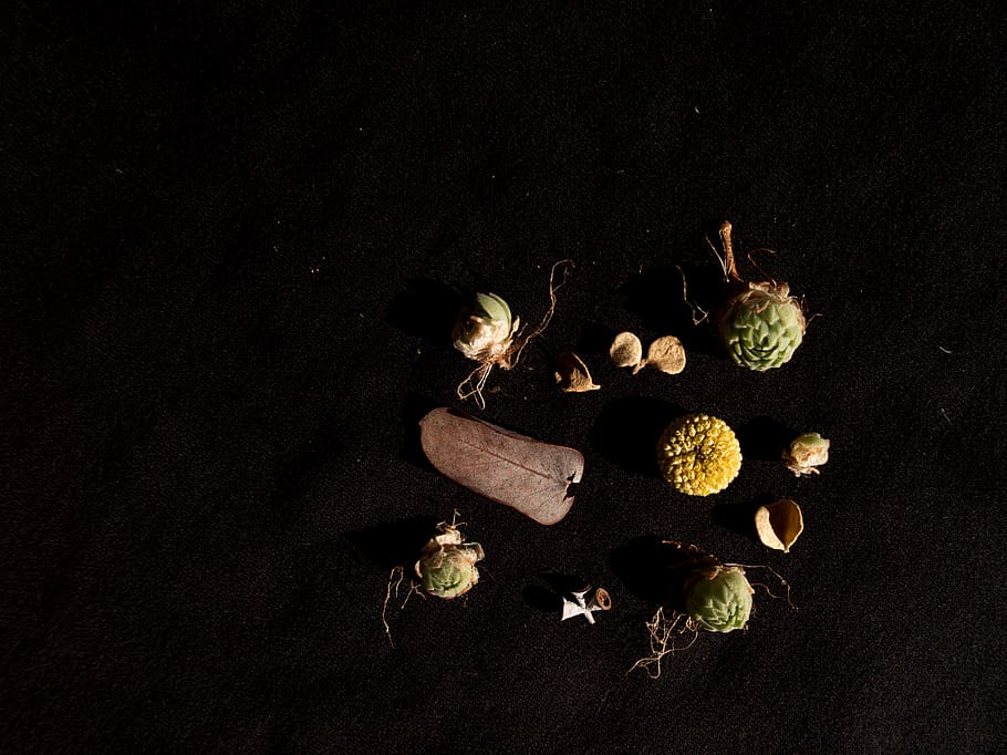 flat lay, flatlay, plants, dried plants, nature, succulent HD wallpaper