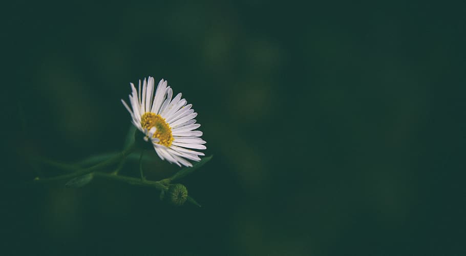 flower, daisy, white, spring, bloom, nature, blossom, summer HD wallpaper