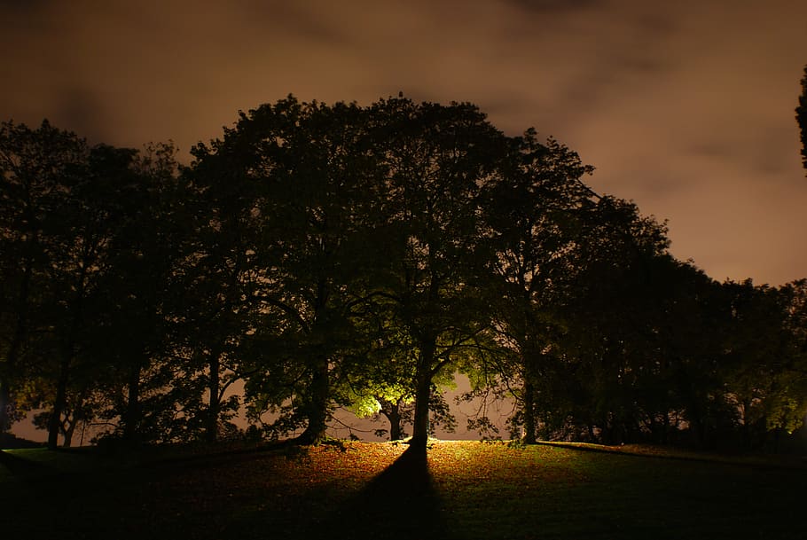 belgium, brussels, tree, plant, beauty in nature, growth, sky HD wallpaper