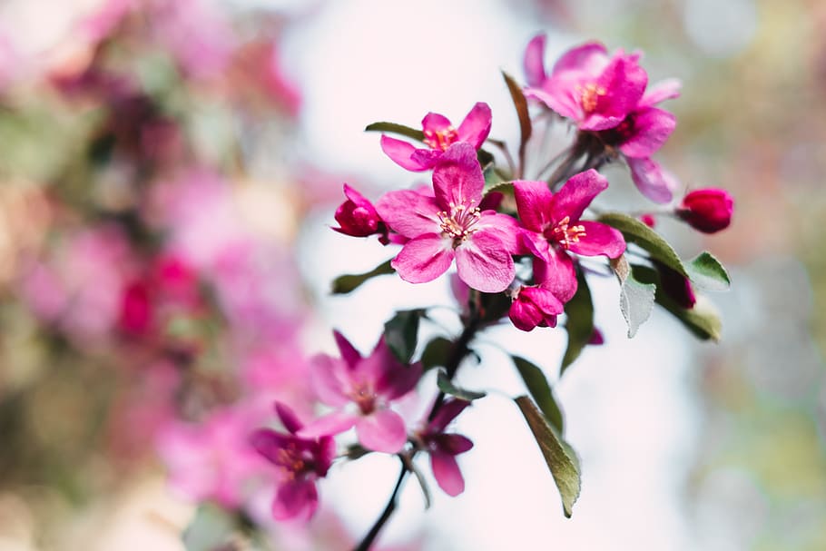 Selective Focus Photography of Pink Petal Flower, beautiful, bloom HD wallpaper