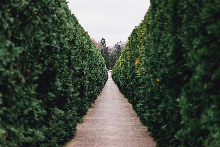 nature, landscape, green, grass, bush, pathway, gate, leaves HD wallpaper