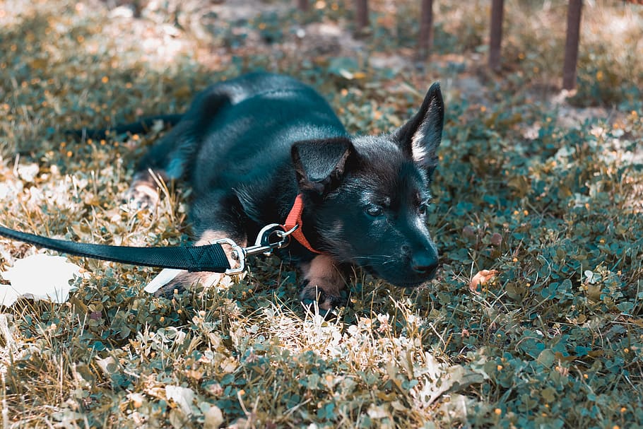 dog, german shepherd, grass, one animal, animal themes, mammal HD wallpaper