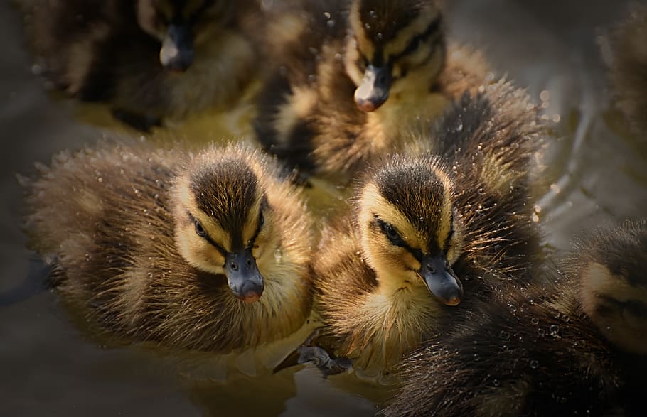 mallard, ducklings, chicks, cute, small, little, swim, water bird HD wallpaper