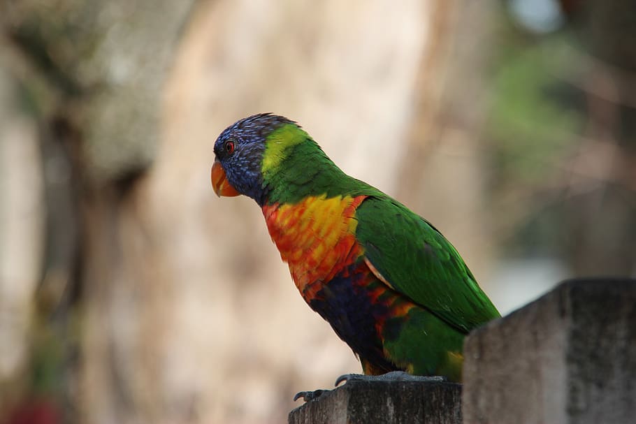 france, villars-les-dombes, parc des oiseaux, lori, parrot, HD wallpaper