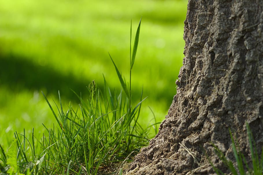 grass, green, spring, nature, tree, arbor, leaves, landscape HD wallpaper