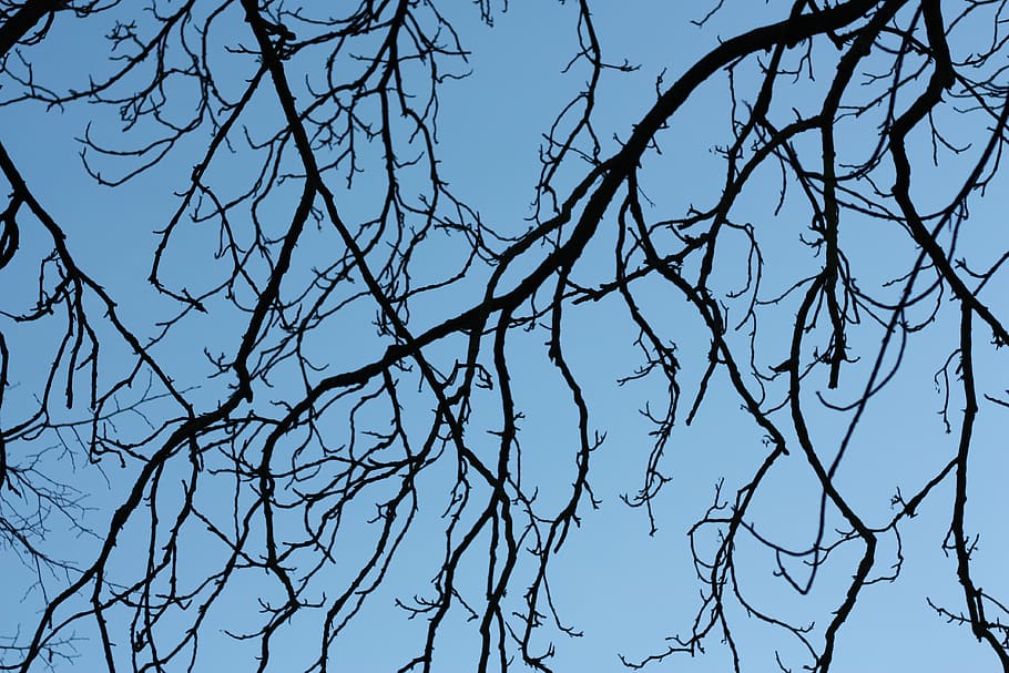 branch, bare tree, low angle view, sky, no people, plant, nature, HD wallpaper