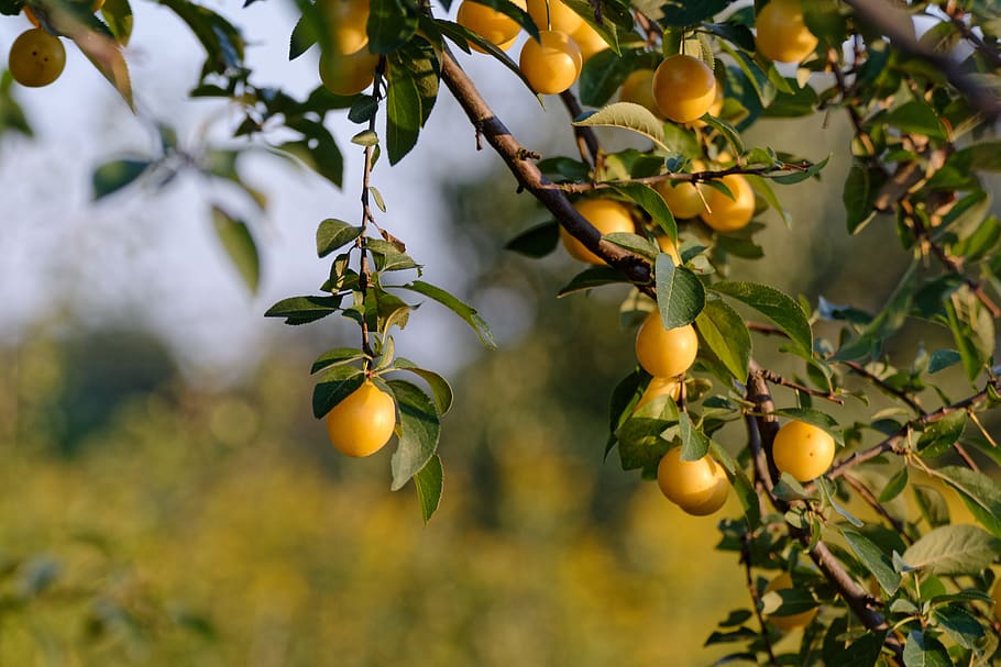 mirabelka, damson, yellow, tree, plum, garden, fruiting, to bear fruit, HD wallpaper