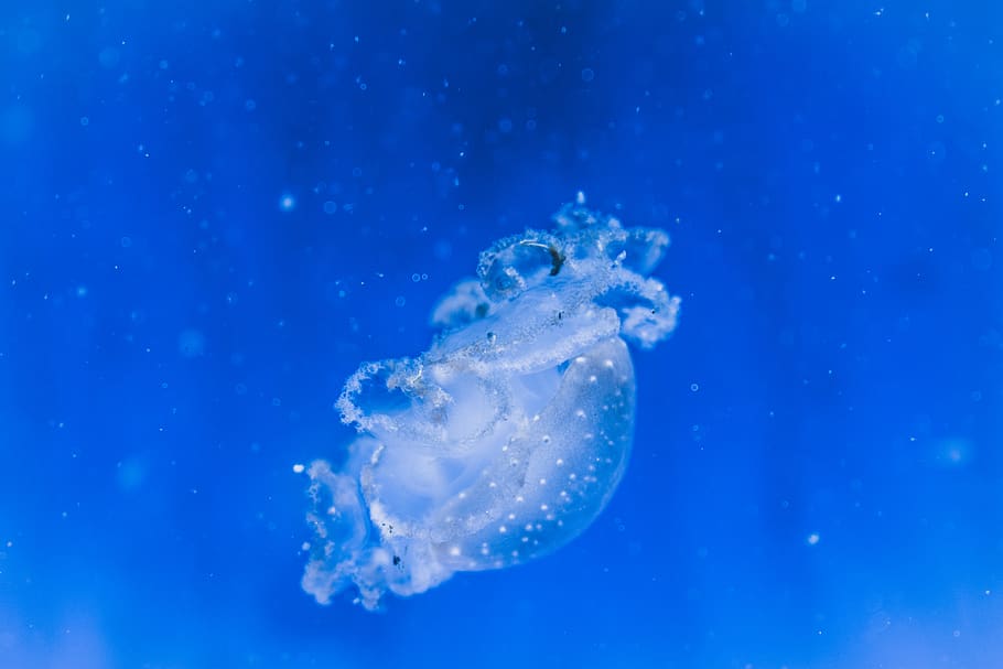 white jellyfish, animal, sea life, invertebrate, water, blue, HD wallpaper