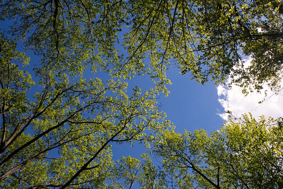 tree, plant, light, flare, tree trunk, sunlight, vegetation HD wallpaper
