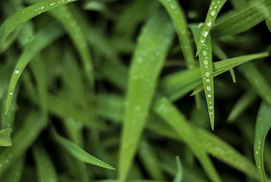 panthone 2017, leaves, water, green color, growth, plant, full frame HD wallpaper